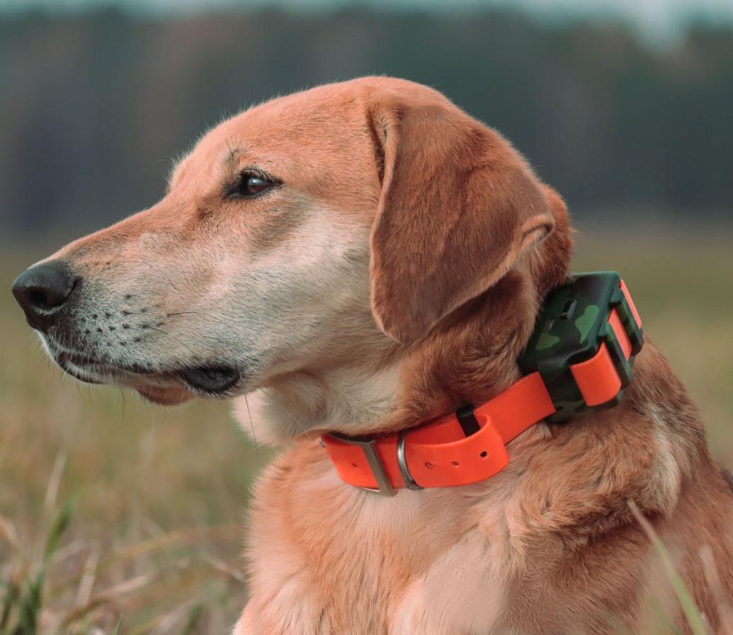 Outdoor Hunting Dog Collar - เครื่องติดตามสุนัขกันน้ำ IP68 สำหรับการล่าสัตว์กลางแจ้งในป่า ระบบติดตามแบบเรียลไทม์ ICAR IK122M