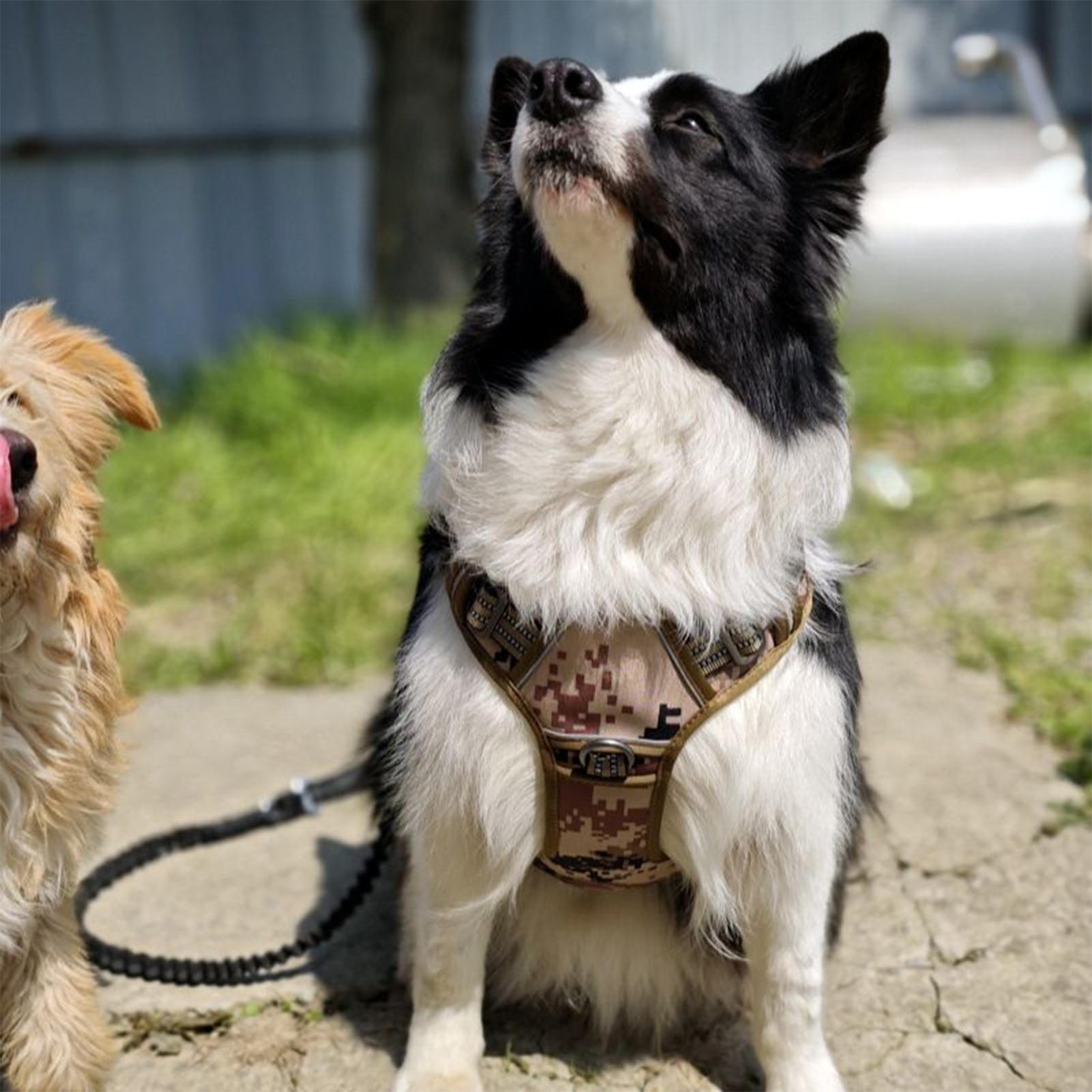 Outdoor Hunting Dog Collar - สายรัดสุนัขแบบมีหัวเข็มขัดโลหะ เสื้อกั๊กฝึกสุนัข ปลอกคอปรับได้ สำหรับสุนัขขนาดกลางและขนาดใหญ่ เหมาะสำหรับกิจกรรมกู้ภัย ล่าสัตว์