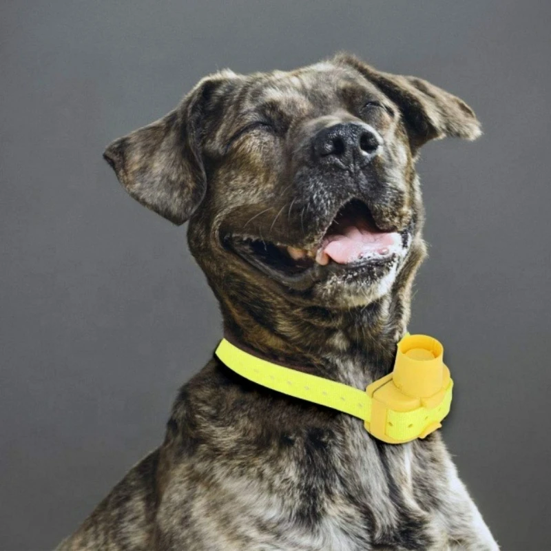 ปลอกคอสุนัขสำหรับล่าสัตว์กลางแ - Outdoor Hunting Dog Collar บทวิจารณ์และราคา
