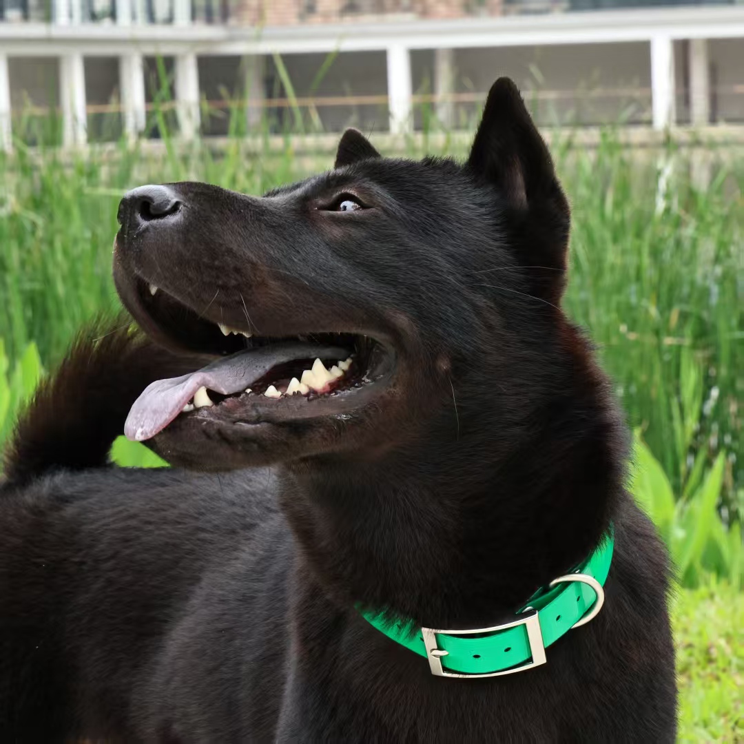 ปลอกคอสุนัข TPU หนา 2.5 ซม. กั - Outdoor Hunting Dog Collar บทวิจารณ์และราคา